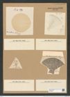 Coscinodiscus biharensis Pant. (de-Toni-Nr.: Genus 202, Species 5123) Zeichnungen Sammlung Grunow Nr. 8880 (NHMW-BOT-W0378525)